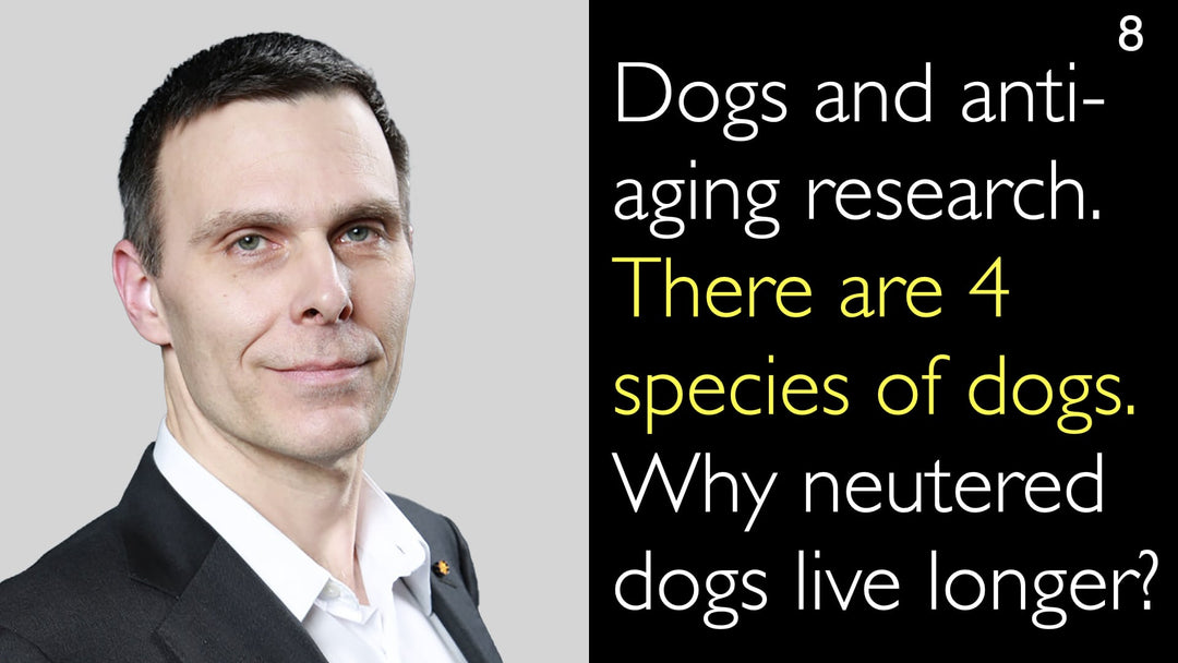 犬と抗加齢研究。犬には4つのライフステージがあります。去勢犬が長生きする理由とは?